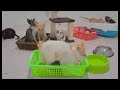 TRY NOT TO LAUGH 🤣🐕 Funniest Catss 2024 🐕