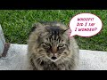 Talking Cat April Takes on the 3 Second Rule #cats #funnycats E-11