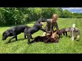 How To Prevent Dog Aggression | Puppies Need Rough and Tumble Play For Proper Socialization