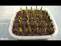 How to grow Roses from SMALL Cuttings | Grow cuttings at home