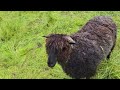 0382 yearling ewe