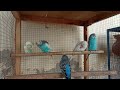 3 Hr Budgies Chirping Talking Singing Parakeets Sounds Reduce Stress , Relax to Nature Bird Sounds