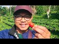 Part 1 Edisi Situ Salawe | Eksplorasi Kampung Perkebunan Strawberry Bakom Barudua Malangbong - Garut