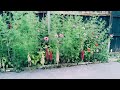 plant a seed to get a beautiful garden. #reel #reelsinstagram #tiktok #viral #auckland #beautiful