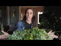 HERB GARDENS BEGINNERS GUIDE || HOW TO || GARDEN BASICS