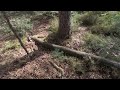 Metal Detecting A Forest Where Beetles Carry Gold Nuggets!