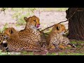 4K African Animals: Nairobi National Park, Kenya - Relaxation Film With With African Music