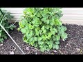 Dahlia Blooms before June 1st - Is it possible? - overwintered in the ground zone 6B / 7A