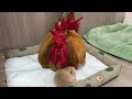 very funny and cute animals! The magical rooster is a qualified bodyguard for the kitten. Cat mom