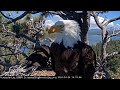 FOBBV🦅A Day In The Life Of Jackie & Shadow❤️️Wonderful Gift Of Their Presence🌲2024-04-24