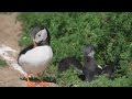 PUFFIN ISLAND