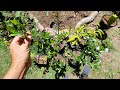 Barbados Cherry - Acerola Flowers & First Fruit Sets