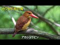 【解説】初心者必見！幸せの青い鳥カワセミの生態＆見つけ方！