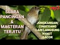 Suara Jongkangan/Cingcoang Gacor  ll Suara Pancingan Cingcoang Ampuh ll Suara Masteran Jongkangan