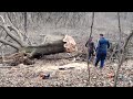 Masterful felling of an oak tree