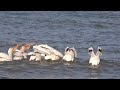 Pelicans at North Point Sheboygan