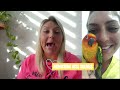 Conure sounds, behaviours and meanings