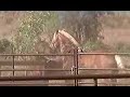 Zeke, my Belgian draft horse running with Cody.