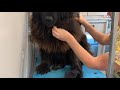 4 HOUR Newfoundland Groom in 4 Minutes | Mobile Dog Groomer