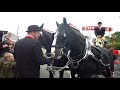 Shire Horses at our local pub