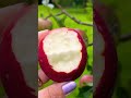 pick&eat red apple #crunchy #sweet #asmr