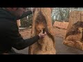 AMAZING CHAINSAW Fox in a Log Sculpture!