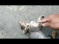 Cat Boops and Fist Boop #viral #cat #shortvideo
