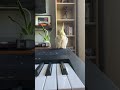 Virgil enjoys piano