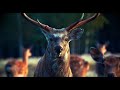 Animals Of The World 4K - Scenic Wildlife Film With Calming Music