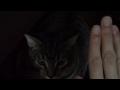 Teaching a cat to high five