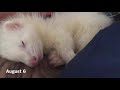 Bought a new ferret UPDATE