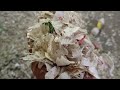 plastic scrap Grinding TR #plastic #scrap #grinding #machine #wastemanagement  @MANIYARPLASTICS