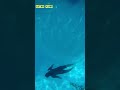 My freediving journey @ South trench.