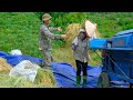 AMAZING - Sang Vy and his family harvest wet rice - a bountiful and happy harvest - SANG VY FARM
