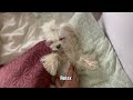 Maltese Morning Routine| Funny Video| Betty