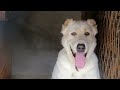 DOGS BARKING | ANGRY DOGS BARKING!! Sound Effects | Make Your Dog go Crazy