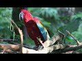 Macaw Dancing to Music