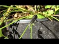 Black Swallowtail Caterpillars Eating Parsley with Relaxing Music 🐛🌿🎶