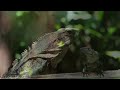 Costa Rica Rainforest 4k - Happiest Country On Earth With Exotic Wildlife | Scenic Relaxation Film