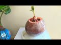 CAT SERABUT BONSAI KELAPA ORIGINAL/PERNIS COCONUT BONSAI