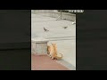 New Funniest Cats And Dogs 😺🐶 Best Funny Animals video 😂 part -6