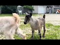 Godzilla theme with baby goats