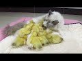 Cute ducklings think the big cat is their mother. As best mom, ragdoll cat is babysitting ducklings.
