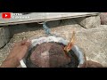 the correct way to cut roses on coconut bonsai, in order to produce small leaves from an early age