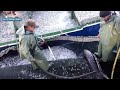 Amazing Big Catch Thousands Tons Fish With Modern Big Boat - Giant Net Fishing on the sea