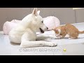 Jindo dog's amazing behavior when a kitten touches human food (He is a dog...)