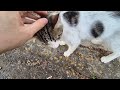 Stray cats napping in an alley on cat island