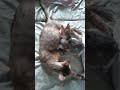 KittyMum's😻 teaser tail playtime with CutieKitty2022 😻🤗