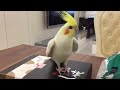 10 MIN OF DANK BIRB MEMES #2