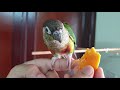 How to tame a conure - Taking your bird out of the cage and training steps!